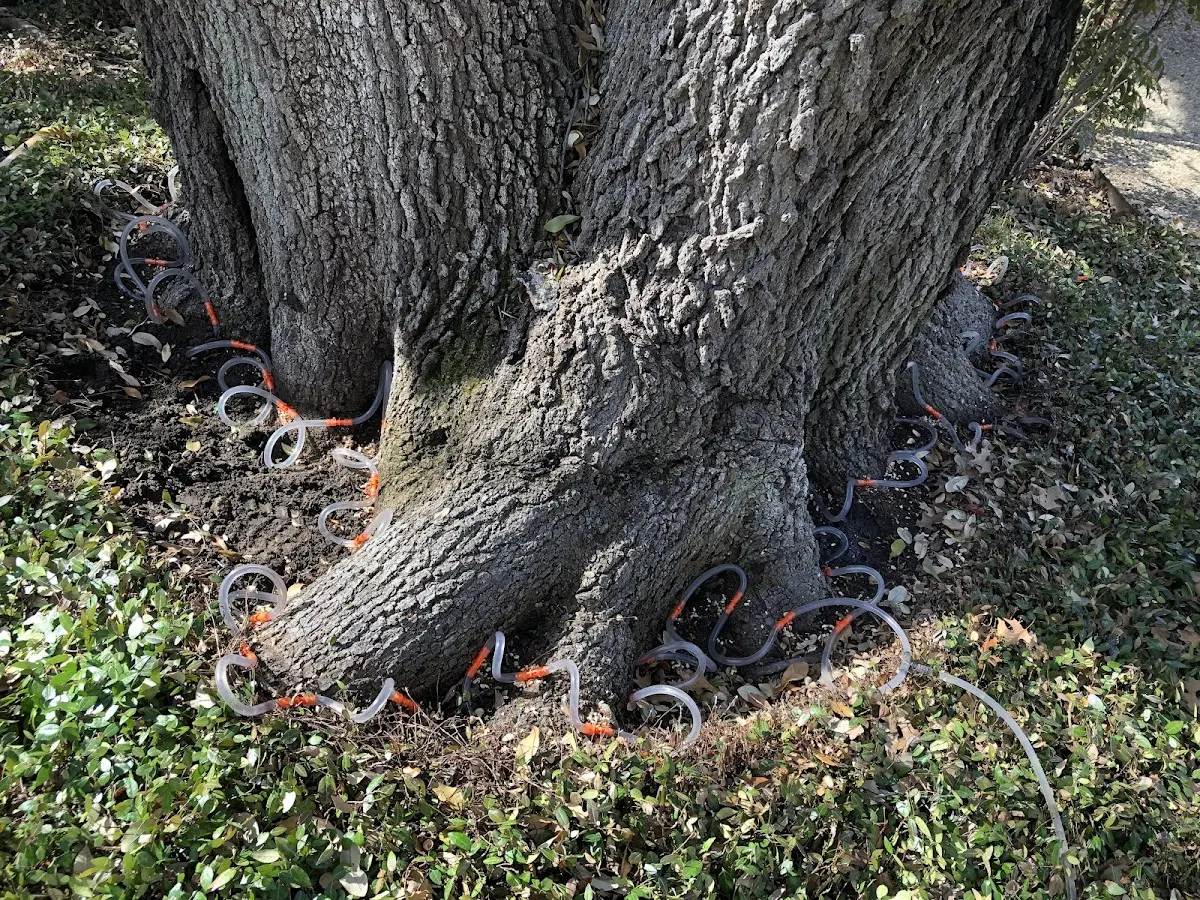 Detailed Tree Cabling and Bracing job site in Ohiopyle