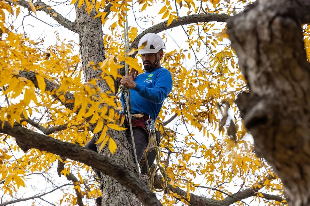Skilled Tree Pruning crew working in Ohiopyle