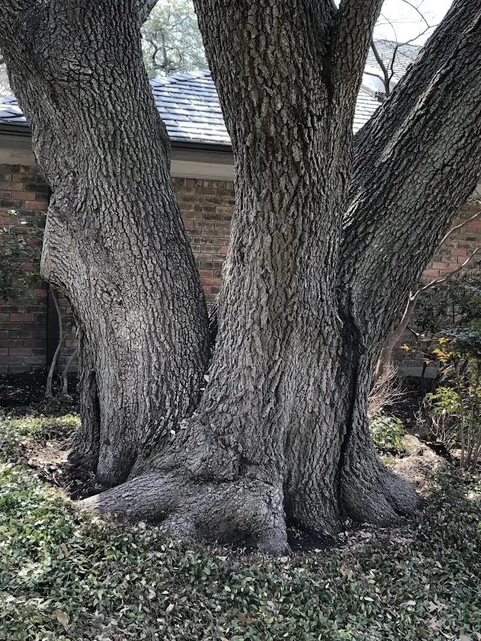 Mature heritage tree close to a Ohiopyle property cared for by certified arborists